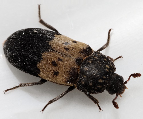 Pest Advice For Controlling Larder Beetle